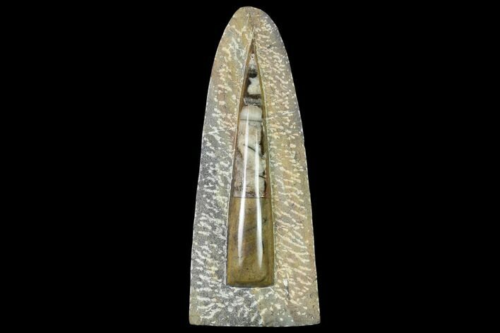 Fossil Orthoceras Sculpture - Tall - Morocco #136412